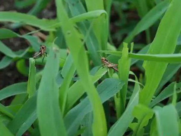 墨西哥玉米草如何種植，種植方法是什么