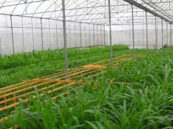 墨西哥玉米草如何種植，種植方法是什么