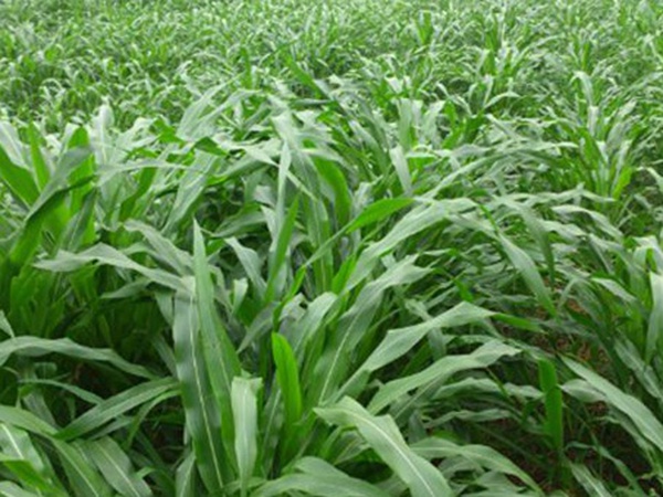 墨西哥玉米草如何種植，種植方法是什么