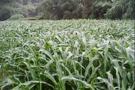 墨西哥玉米草種子的種植方法與如何利用