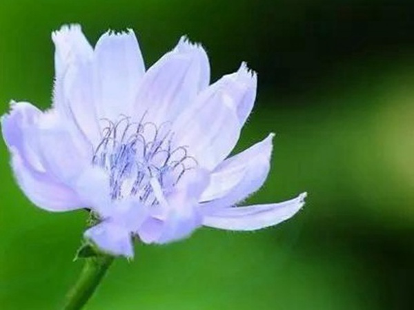 【菊苣】菊苣的播種方法與養(yǎng)護技術(shù)