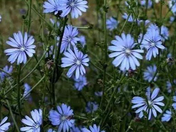 【菊苣】菊苣的播種方法與養(yǎng)護技術(shù)