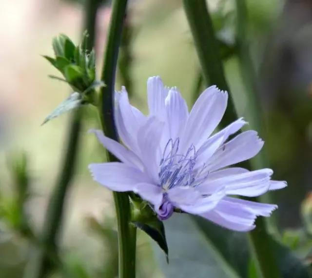 每日推薦 | 菊苣的養殖方法推薦