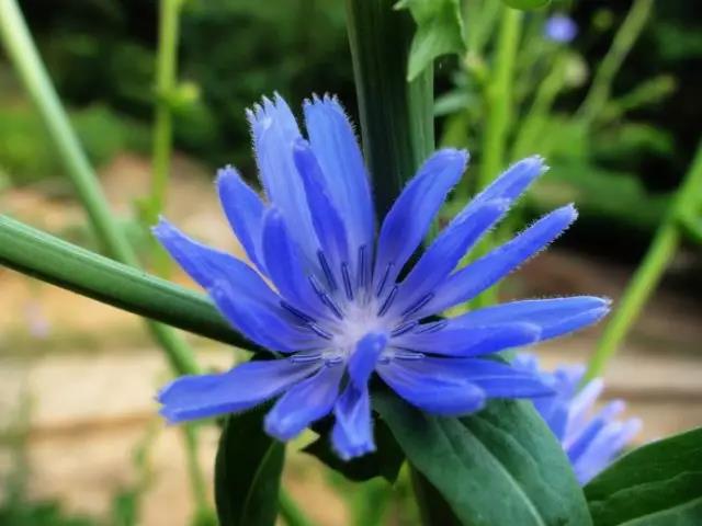 每日推薦 | 菊苣的養殖方法推薦