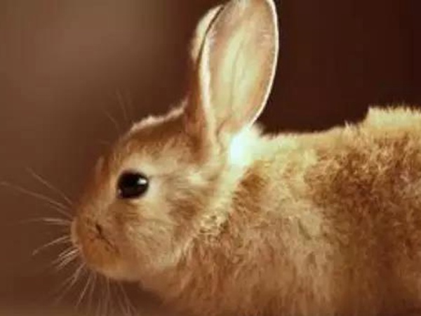 種植牧草——菊苣來喂養兔子