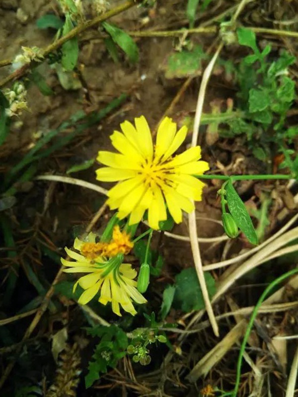 苦荬菜簡單介紹與營養(yǎng)價值