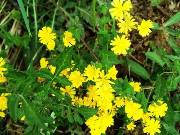 苦荬菜簡單介紹與營養(yǎng)價值