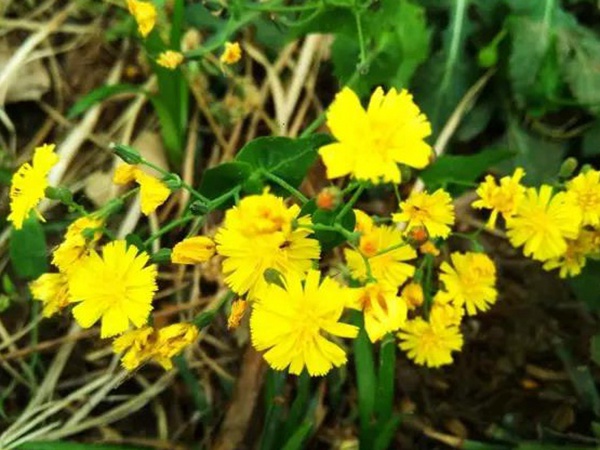 苦荬菜簡單介紹與營養(yǎng)價值