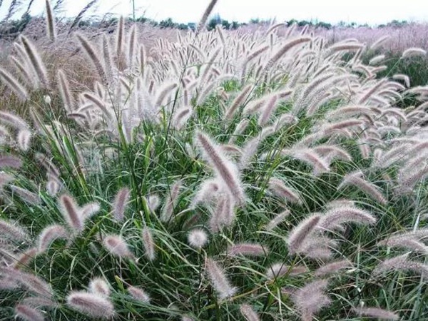 原來草也可以這么美麗--狼尾草