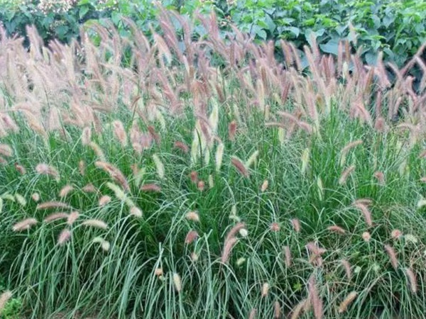 原來草也可以這么美麗--狼尾草