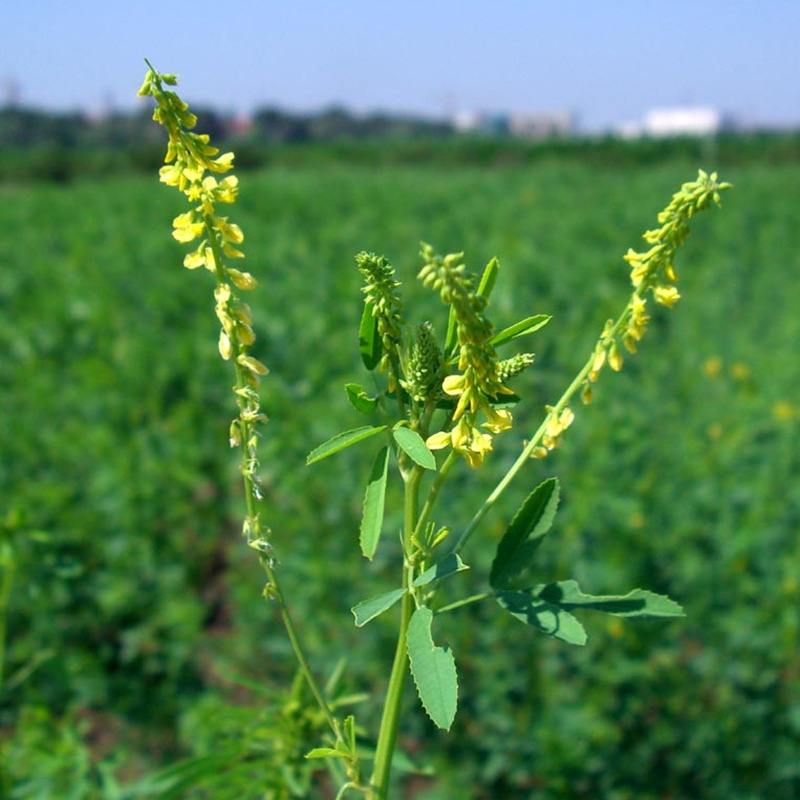 牧草種子——草木樨栽培技術(shù) 牧草種子——草木樨栽培技術(shù)