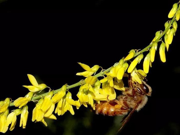 牧草種子——草木樨（白花和黃花）