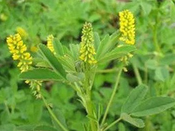 優質牧草種子——草木樨