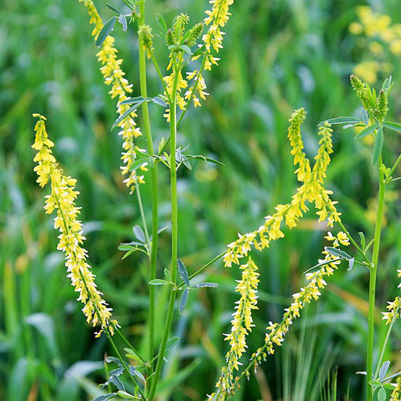 草木樨的種植技術(shù)及栽培方法