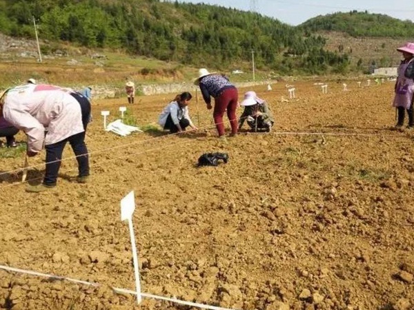 甜高粱種植技術,什么時候播種比較好