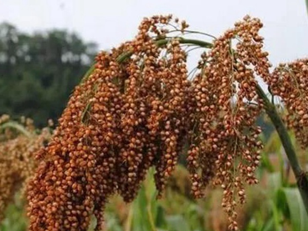 甜高粱簡單的種植方法，如何播種