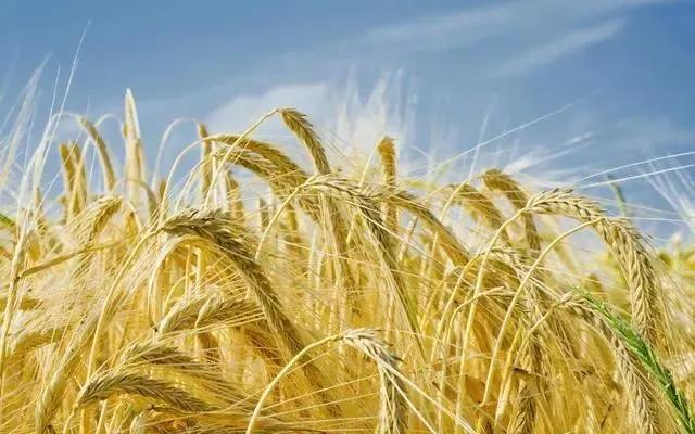 啤飼大麥病蟲害，防治研究方法有哪些，這里有幾個方法