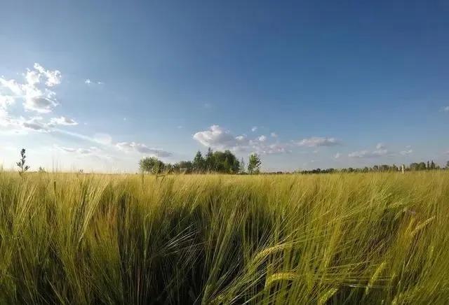 啤飼大麥病蟲害，防治研究方法有哪些，這里有幾個方法