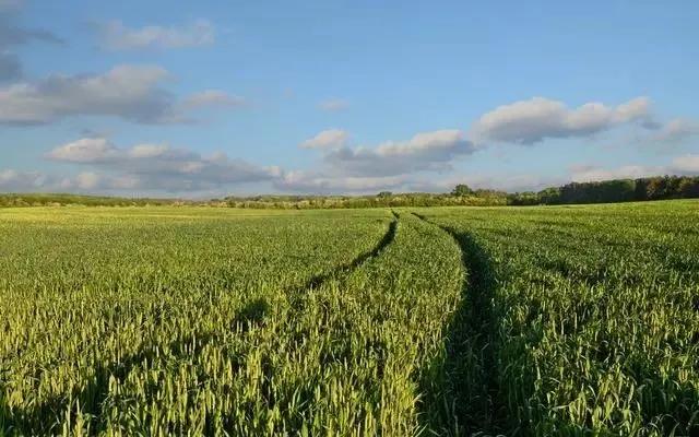 啤飼大麥病蟲害，防治研究方法有哪些，這里有幾個方法