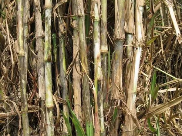 皇竹草如何種植，種植方法有哪些