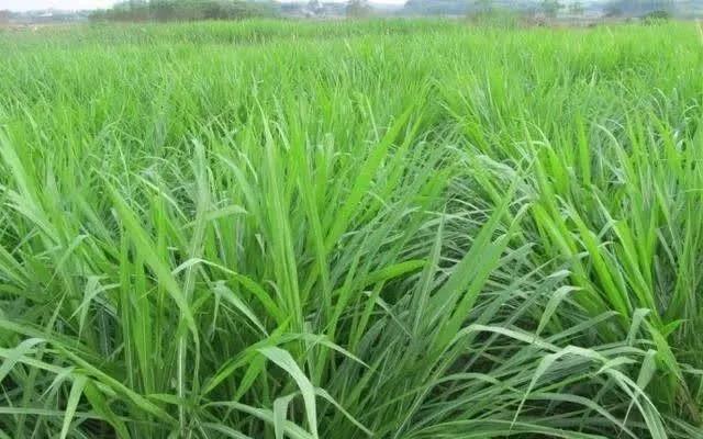 種植皇竹草養牛，需要了解一些什么