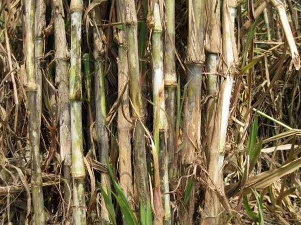 皇竹草種植方法？多少度下適合播種？
