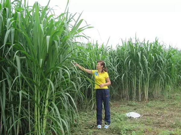 竹鼠粗糧—皇竹草種植方法與播種技術(shù)