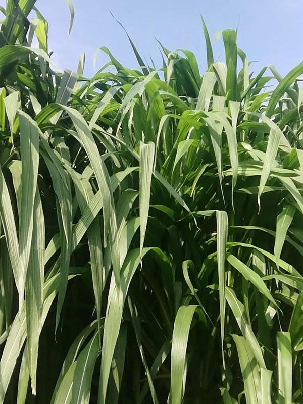 皇竹草介紹以及栽培技術