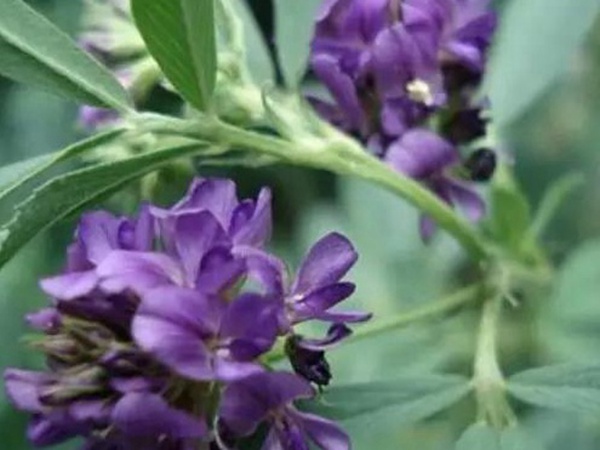 進口紫花苜蓿種子播種時間與管理方法