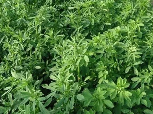 紫花苜蓿春季播種栽培技術