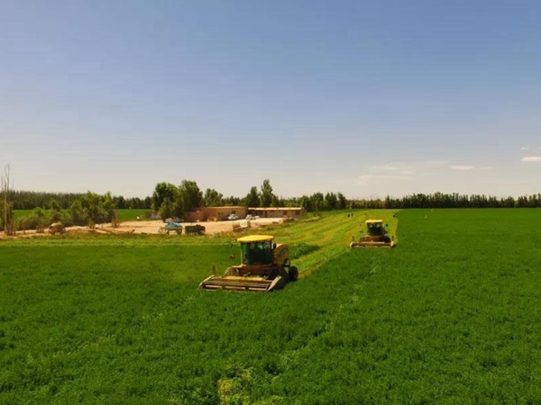 高品質(zhì)牧草品種——紫花苜蓿（耐鹽之星）