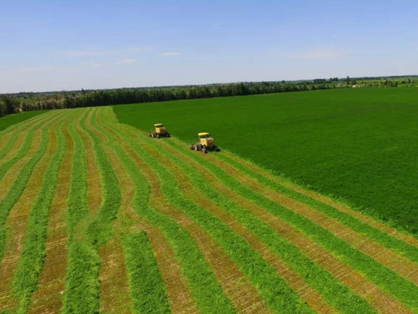 高品質(zhì)紫花苜蓿牧草種子--巨能7
