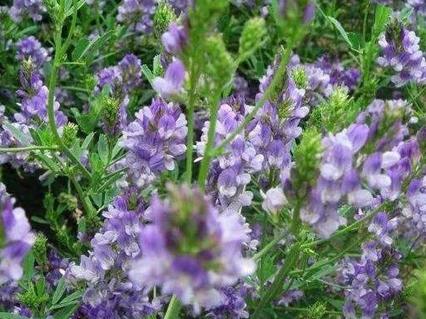 紫花苜蓿產地和栽培以及植物介紹