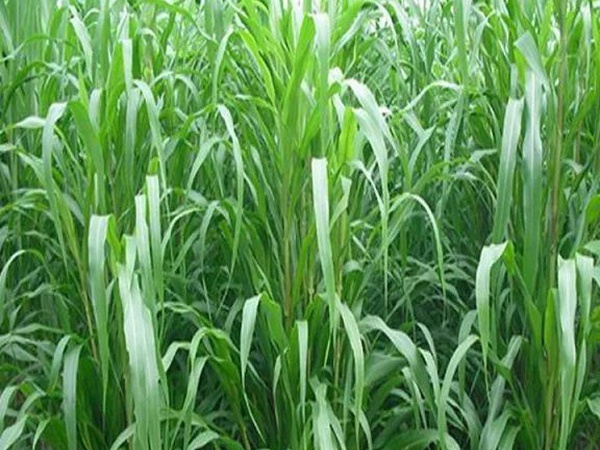 蘇丹草介紹以及主要價(jià)值，生長(zhǎng)速度