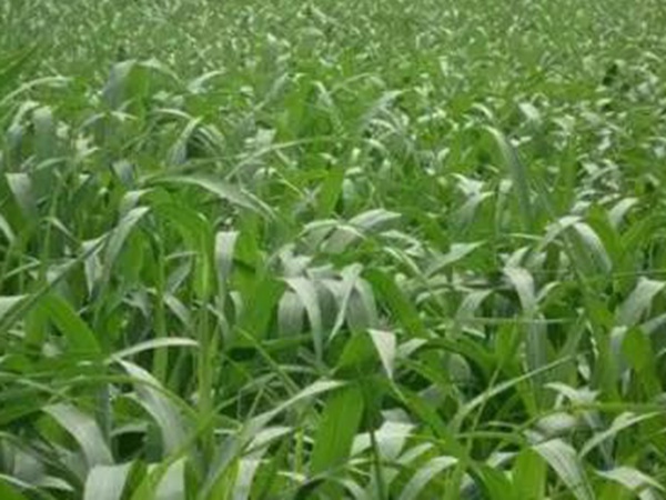 蘇丹草喂牛一畝可養幾頭牛，種植技術要點是什么