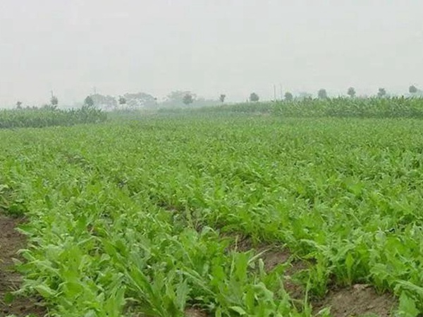 新品種牧草種子——魯梅克斯種子的播種方法