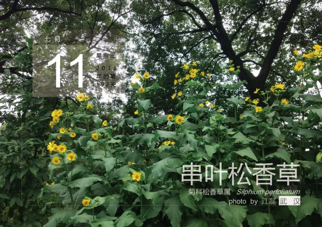 7月11——串葉松香草