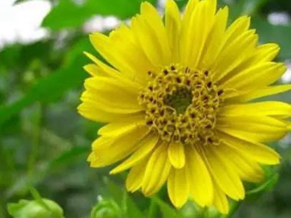 串葉松香草的種植方法，如何種植比較合適？