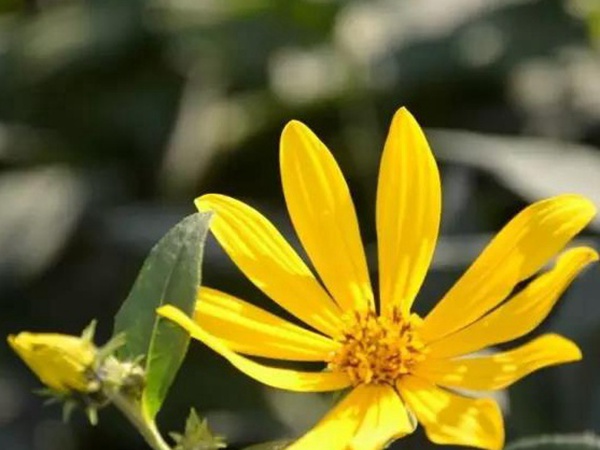 高產量優質牧草種子---串葉松香草