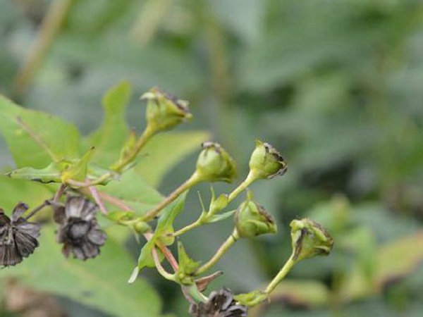 牧草種子介紹丨串葉松香草形態(tài)特征以及主要價值