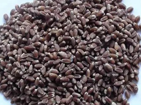 黑小麥牧草種子的經濟價值與作用