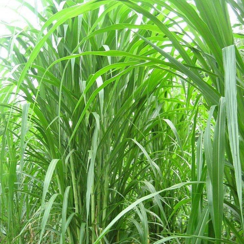 喂兔最佳牧草——甜象草簡單介紹