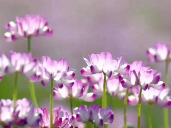 紫云英的美——欣欣向榮的紫云英