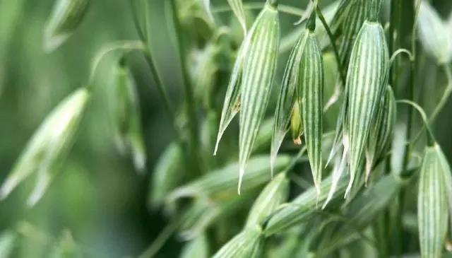 燕麥種子種植方法以及管理技術