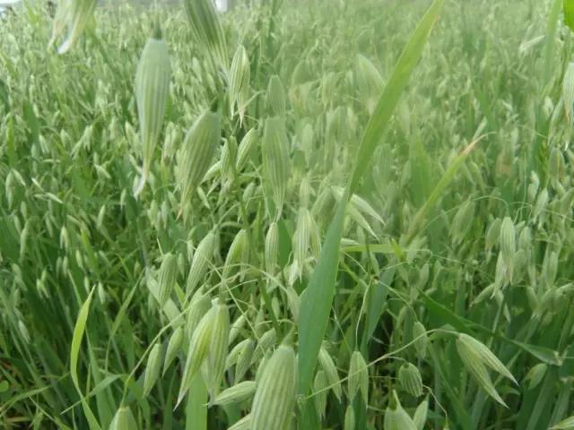 燕麥栽培技術以及播種方法