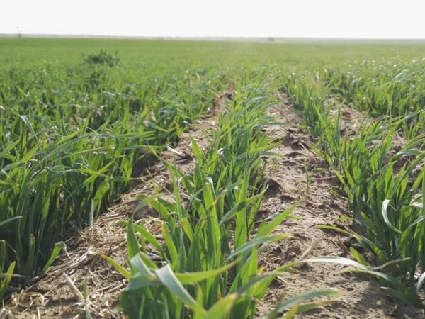 春播燕麥預防麥苗期凍害及凍害后如何補救措施