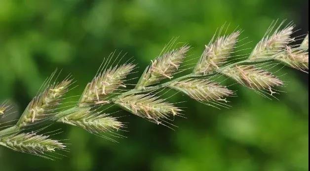 一年生黑麥草基本介紹，和多年生黑麥草有什么區別