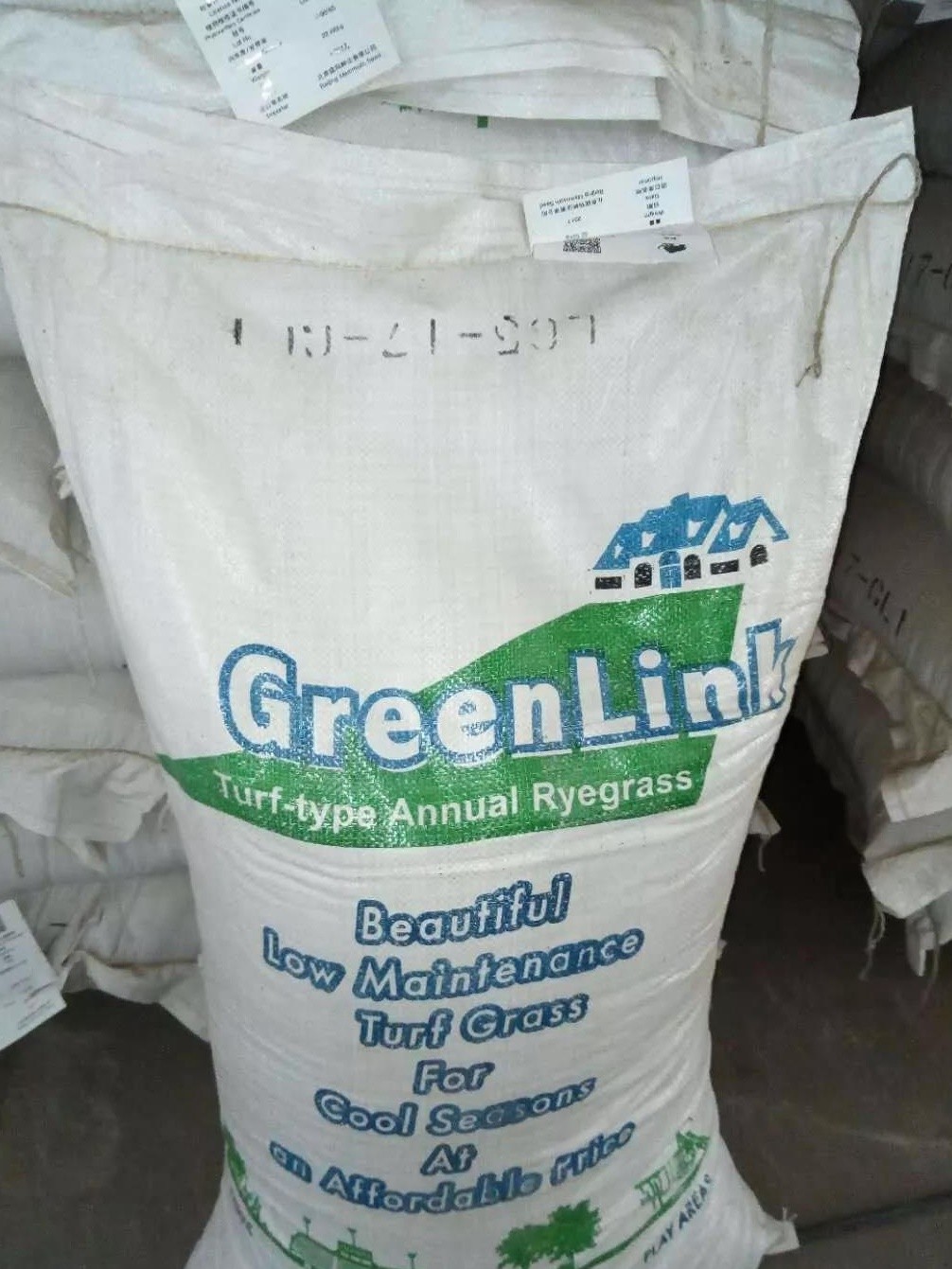 一年生黑麥草草坪型——綠帶（Green Links）