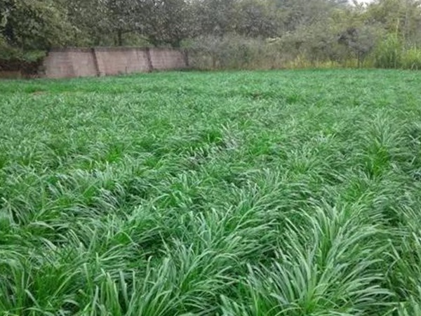 優(yōu)質(zhì)牧草種子一年生黑麥草栽培技術(shù)與播種方法