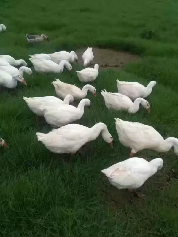 黑麥草什么時(shí)候種植比較好？如何種植黑麥草？